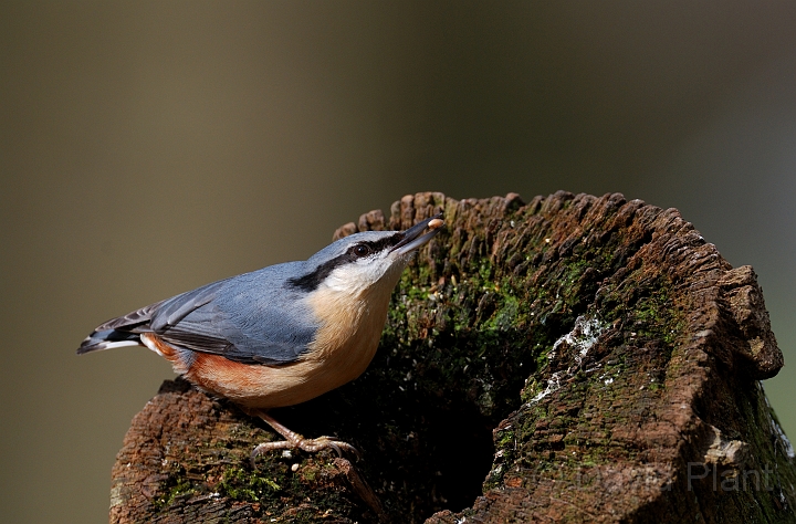 Nuthatch - M.jpg - Nuthatch - Forest of Dean